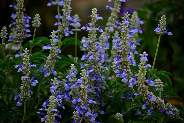 Salvia