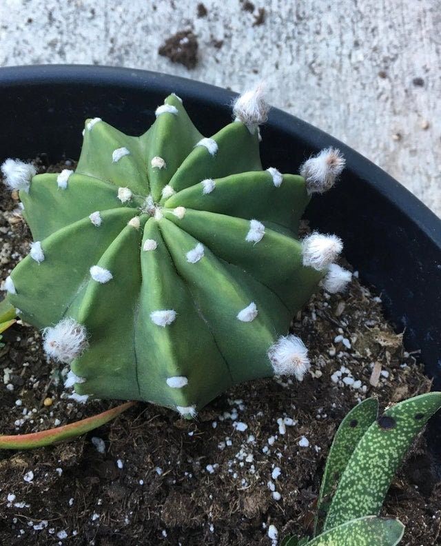 Sand Dollar Cactus