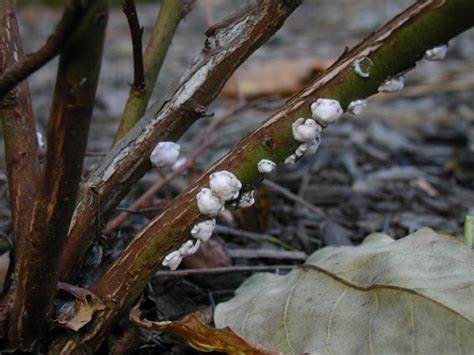 Scale Insects