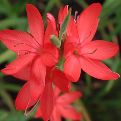 Schizostylis coccinea 'Major' AGM