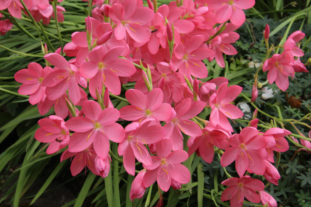 Schizostylis coccinea 'sunrise'