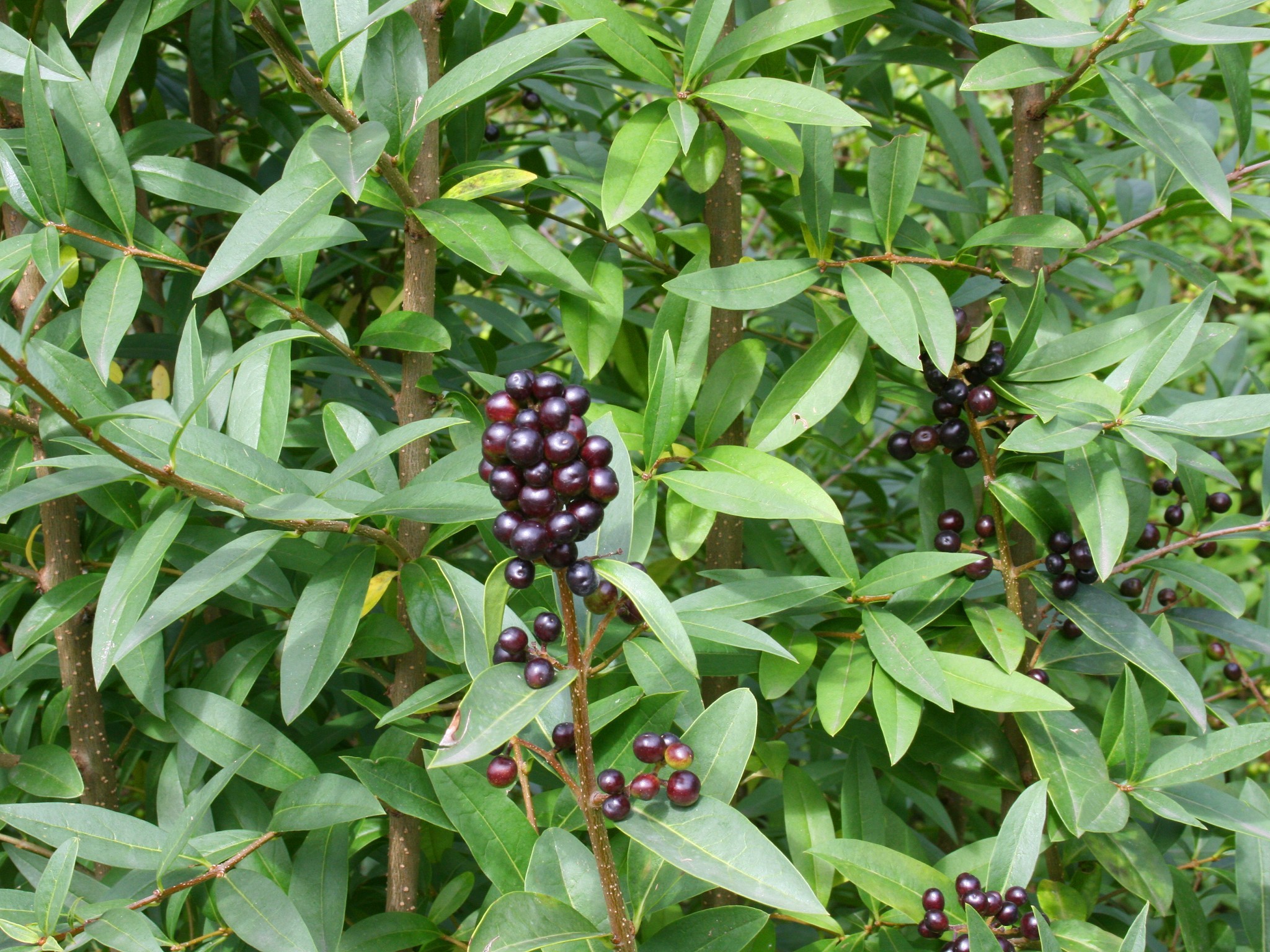 Privet (Ligustrum vulgare)