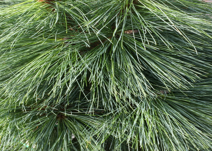 Schwerin’s Pine