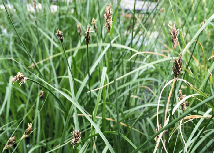 Sedges (1)