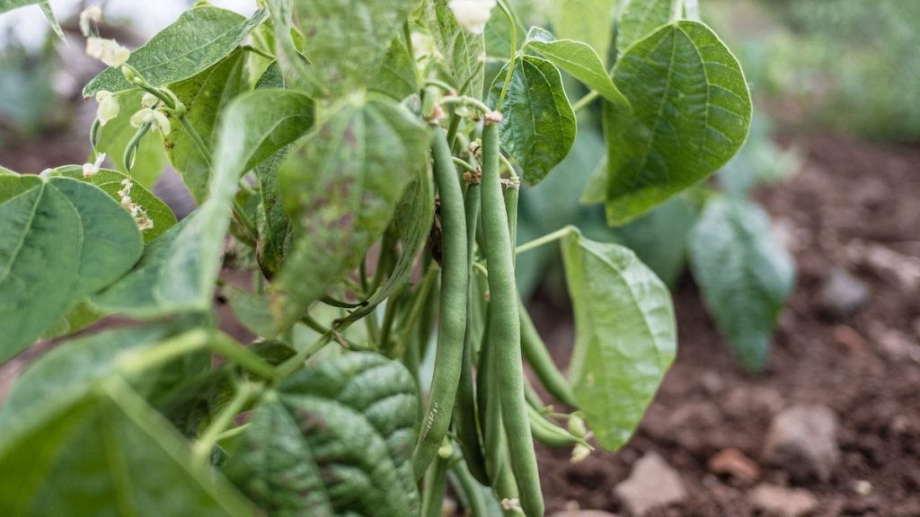 How To Grow French Beans Step By Step Guide The Arches