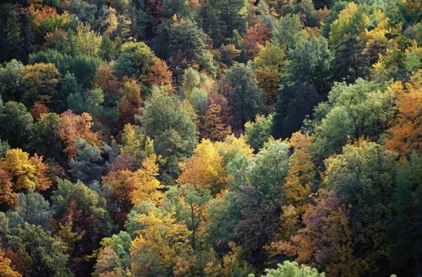 Semi-Deciduous Trees