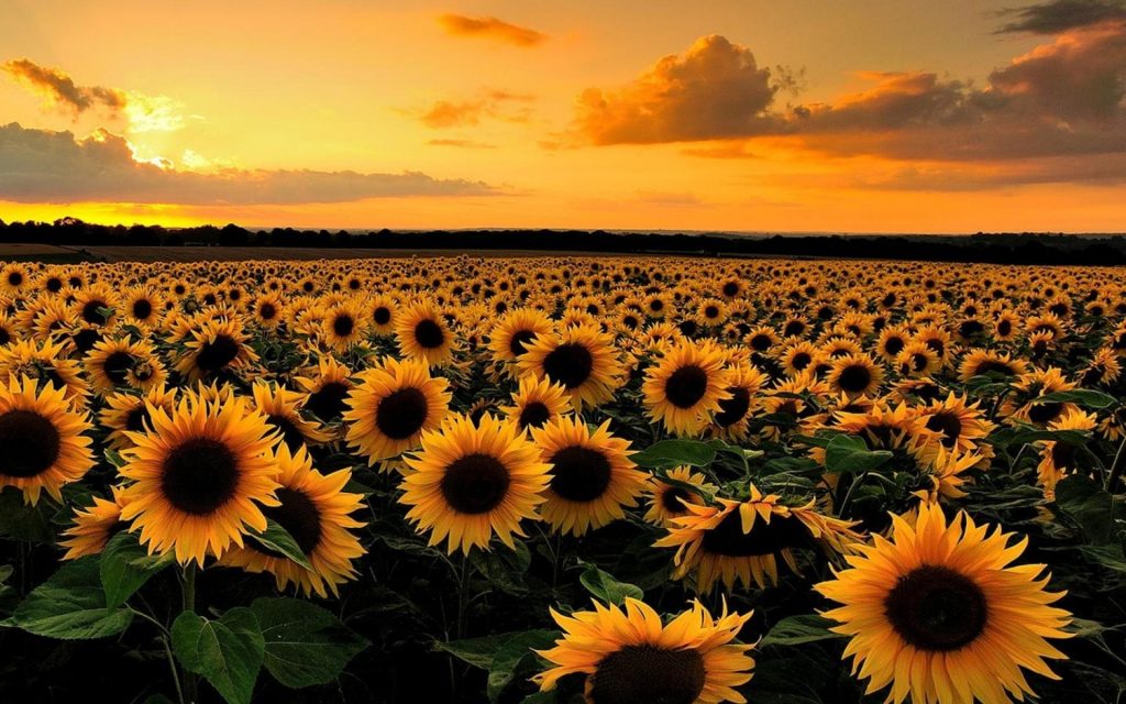 Sensational Sunflower Varieties