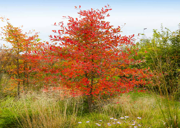 Serviceberry