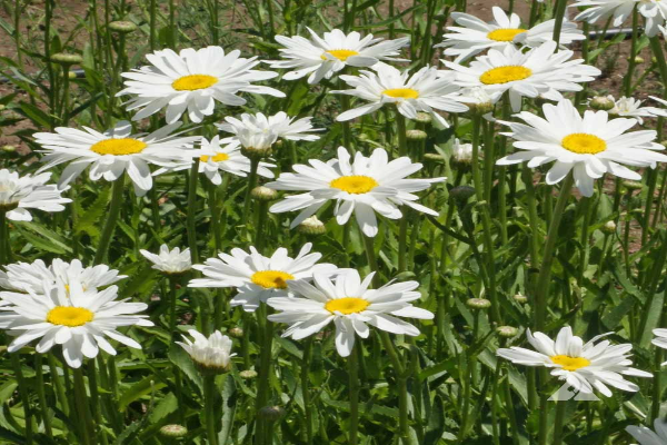 Shasta Daisy