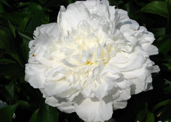 Shirley Temple Peony