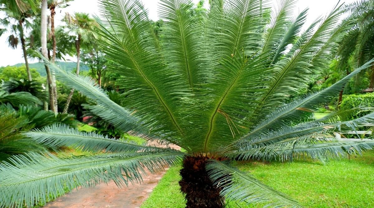 Short-Lived Palm Types