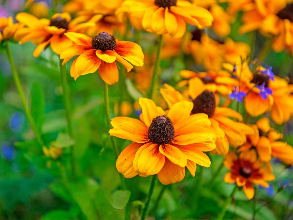 Showstopping Rudbeckia Varieties