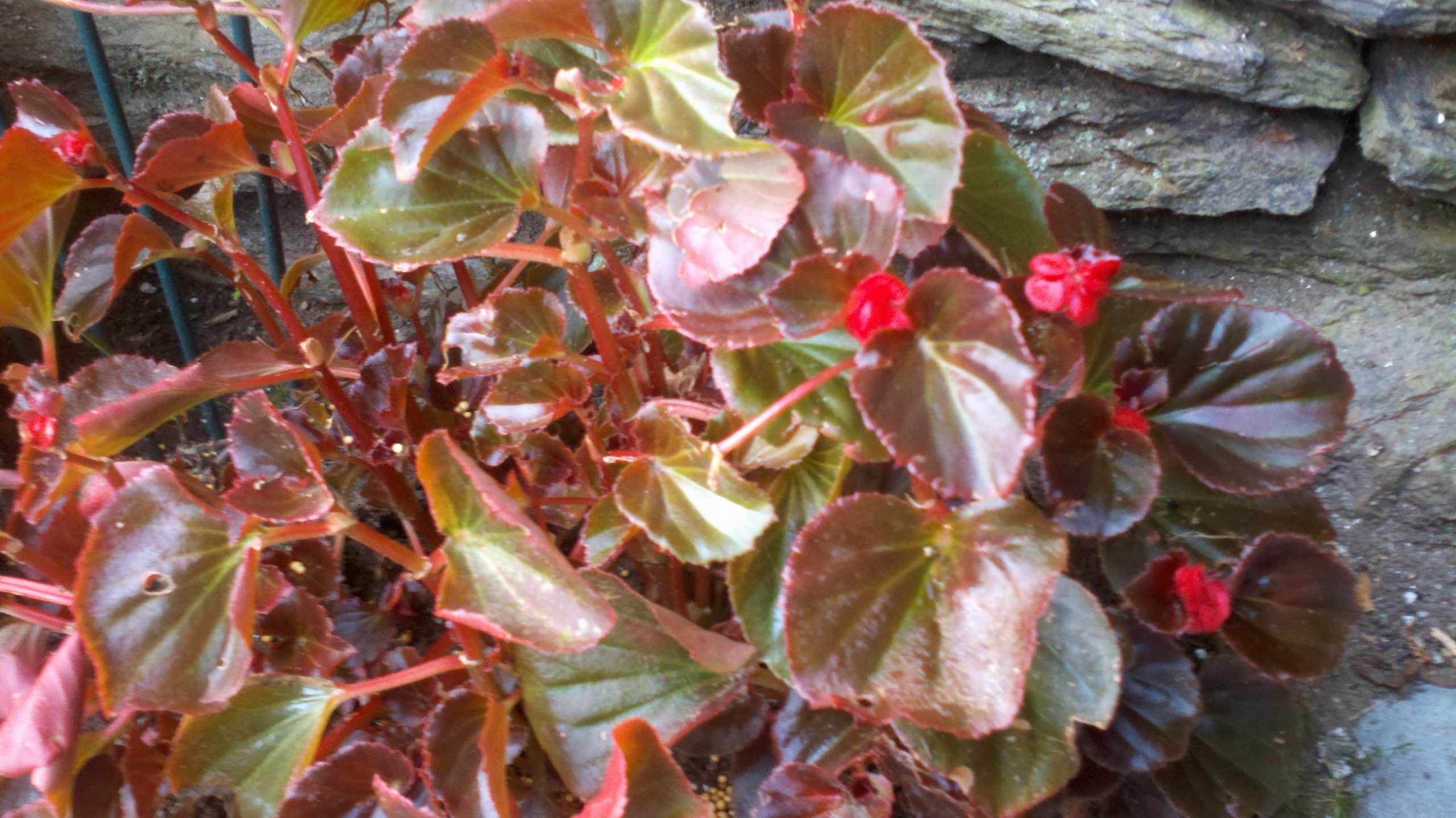 Signs of a Dying Begonia