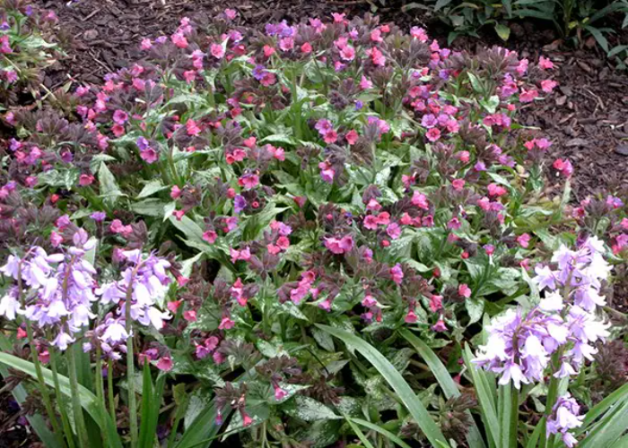 Silver Bouquet Pulmonaria.jpg