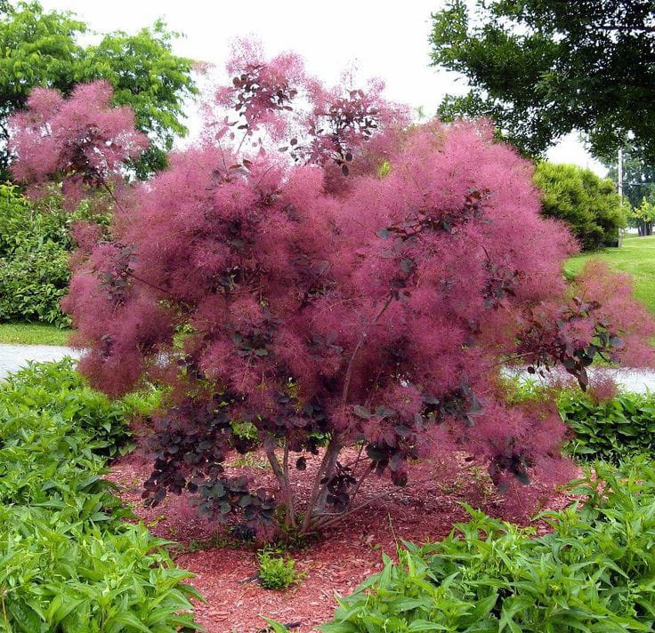 SmokeBush