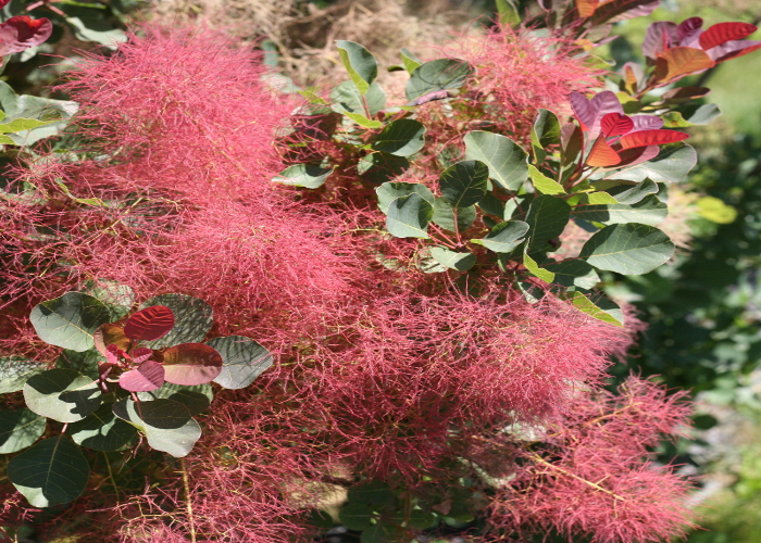 Smokebush