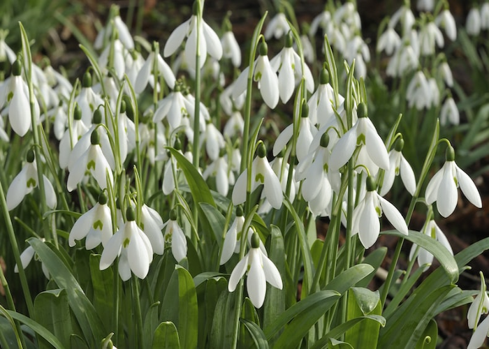 Snowdrop