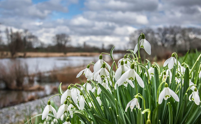 Snowdrops