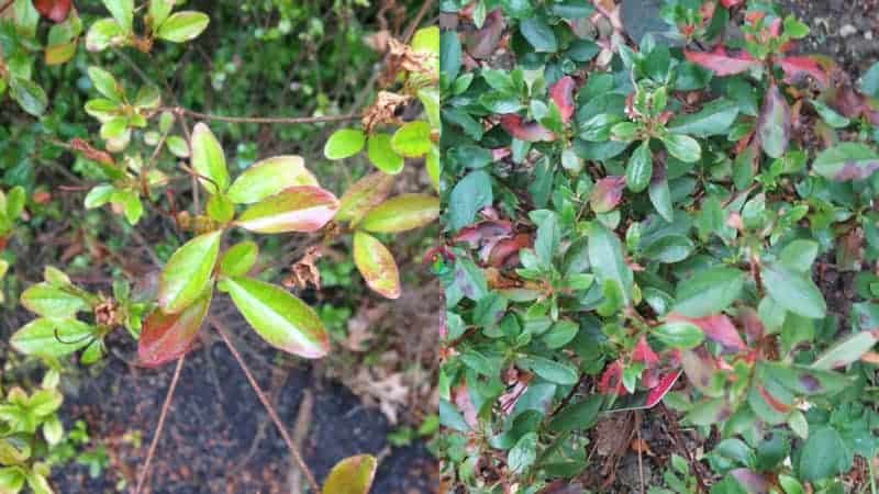 So What Does An Overwatered Azalea Look Like?