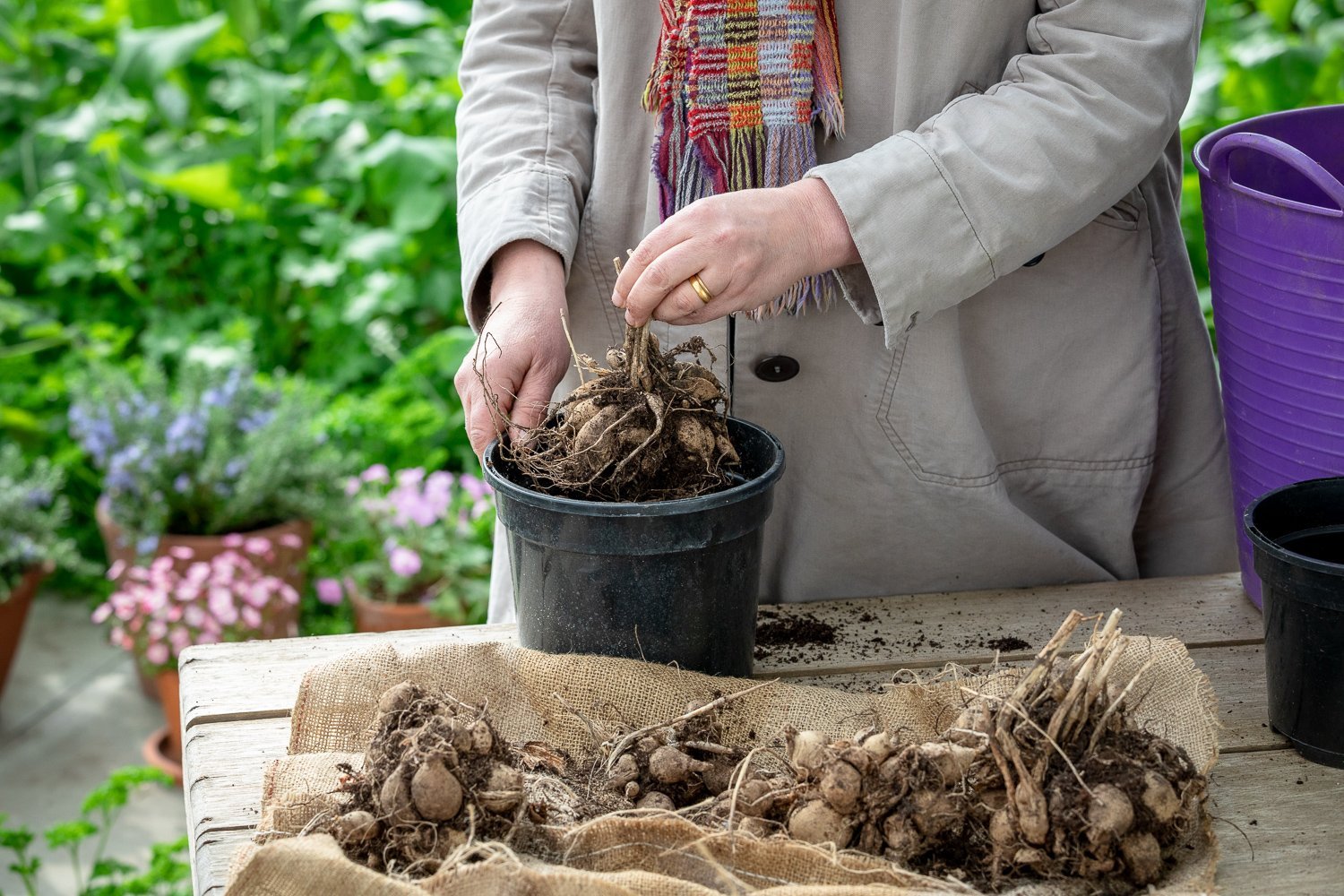 How to Grow Dahlias in Pots and Containers StepByStep Guide The