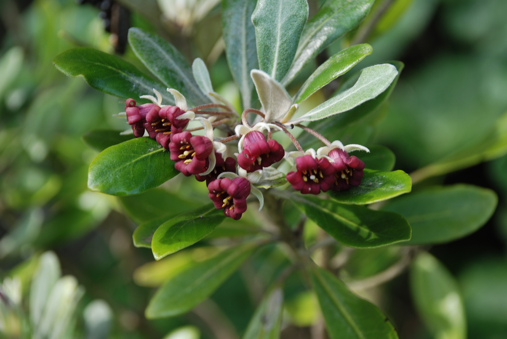 Some Common Cultivars of Pittosporum