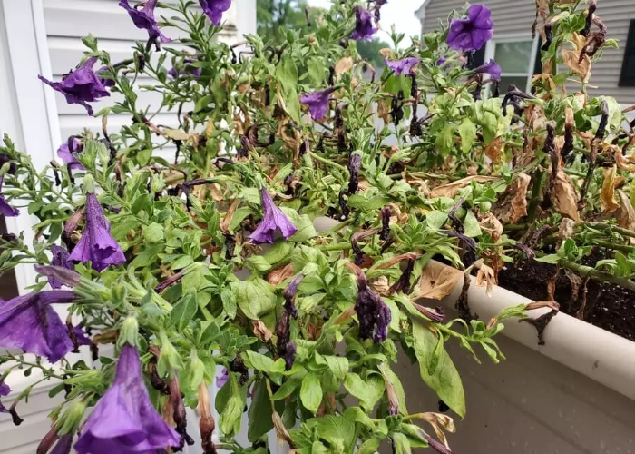 Some Common Problems with Petunias