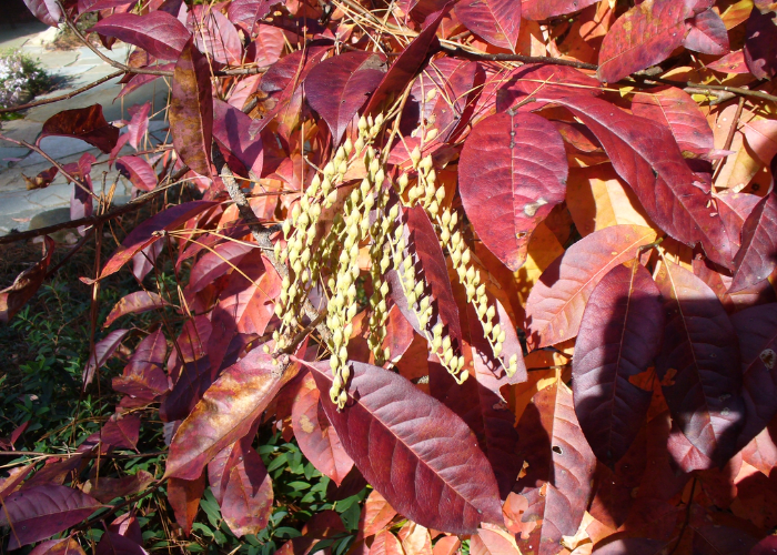 Sorrel Tree