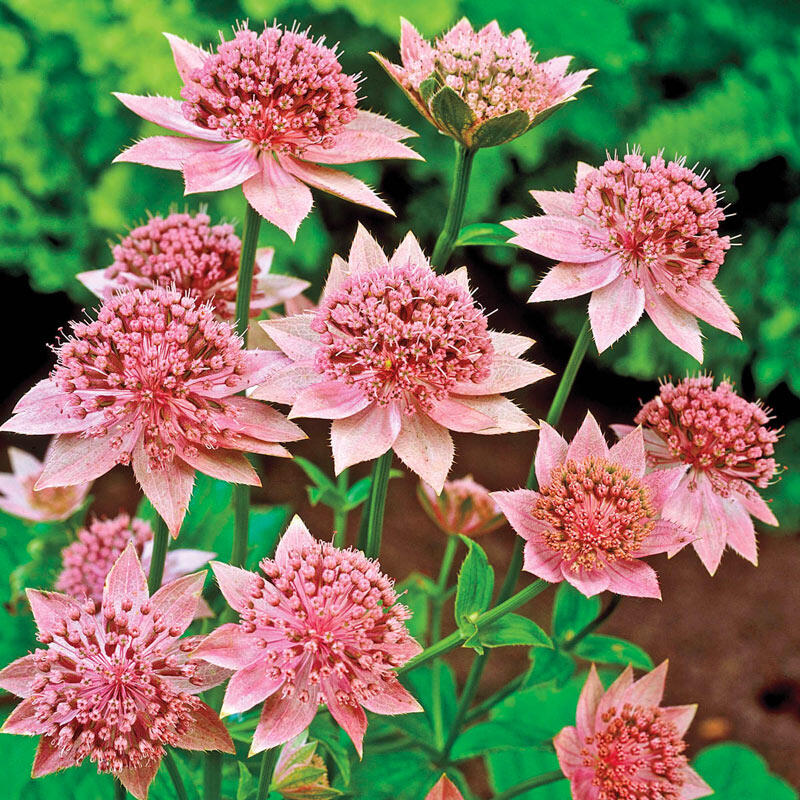 The Ultimate 6 Step Guide for Growing Astrantia from Seeds