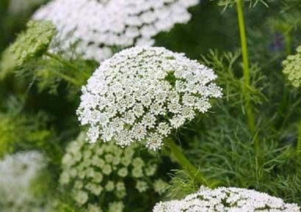 Sowing of Ammi Majus Seed