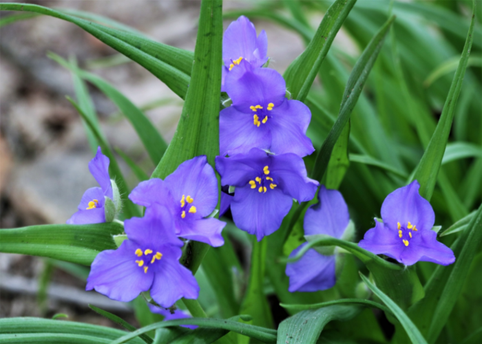 Spiderwort (1)