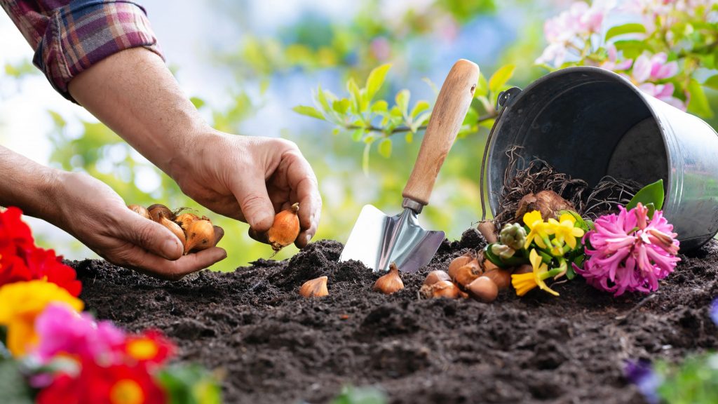 Spring Flowering Bulbs To Plant In Autumn