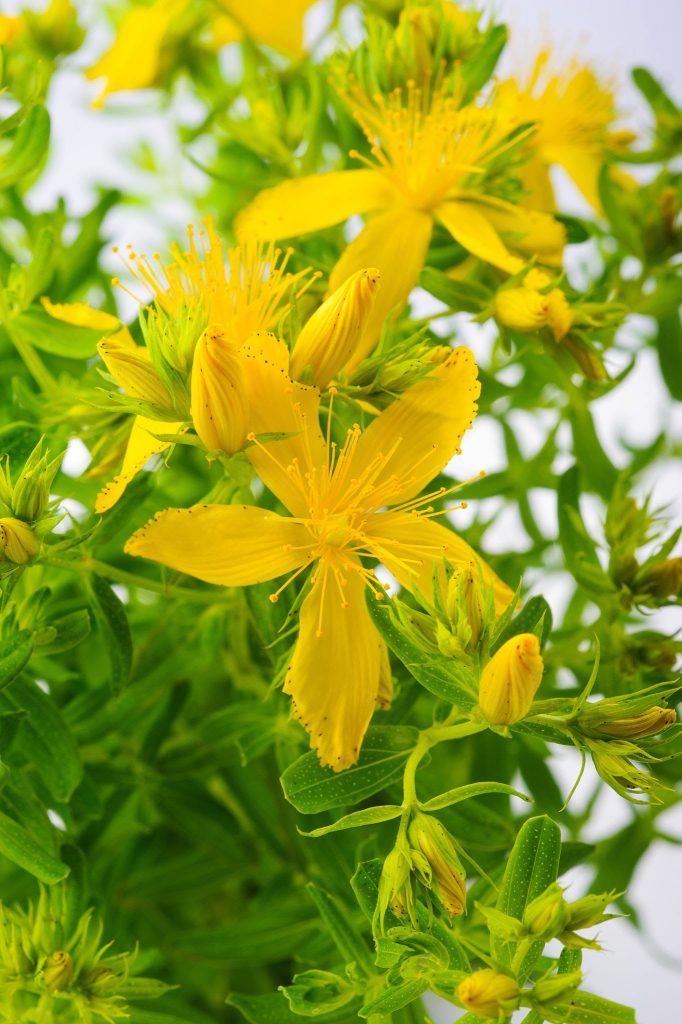 St. John's wort 