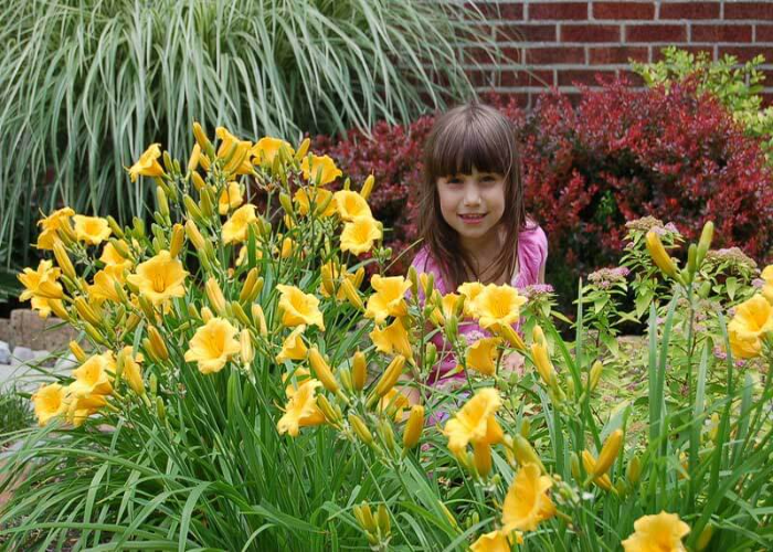 Stella de Oro Daylily