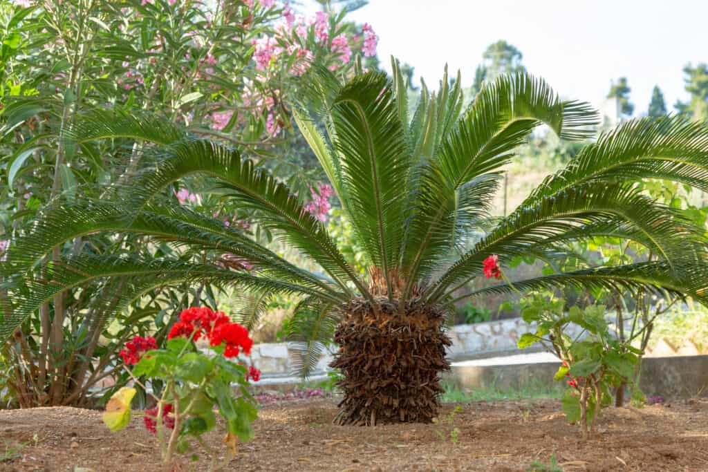 Steps for After Planting Your Palm Tree