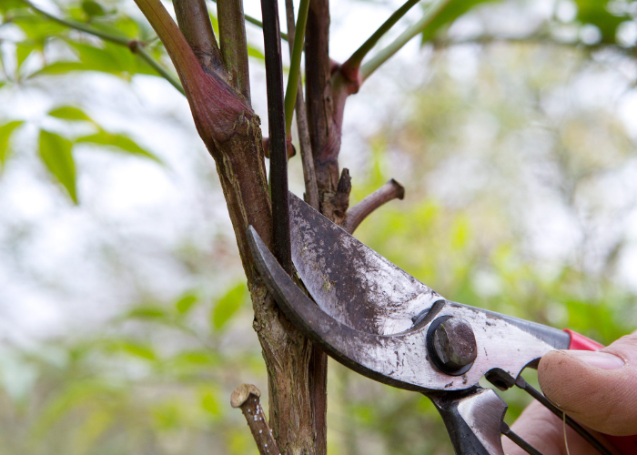 Steps for Pruning Nandina Domestica