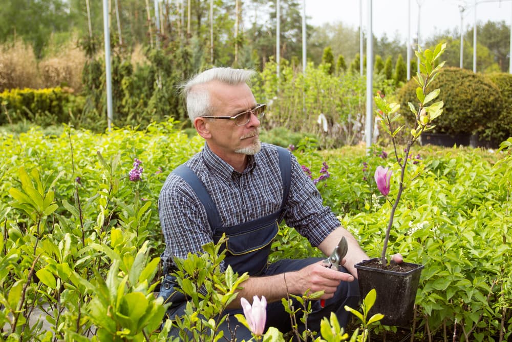 Steps to Place Magnolia in Pot