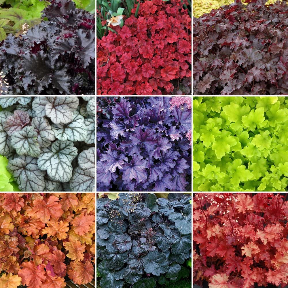 Stunning Heuchera Varieties - Horticulture Magazine