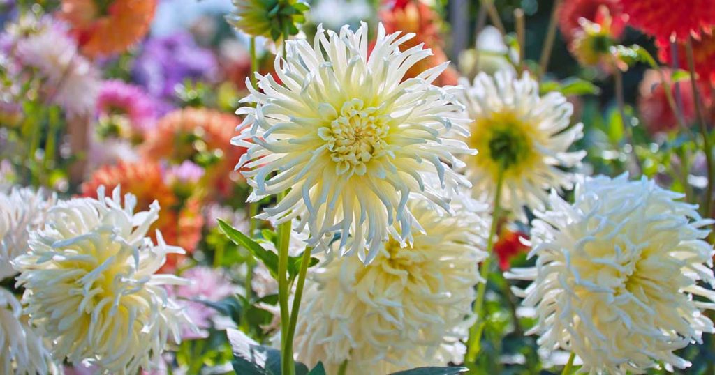 20 Stunning White Dahlia Flowers for Your Garden