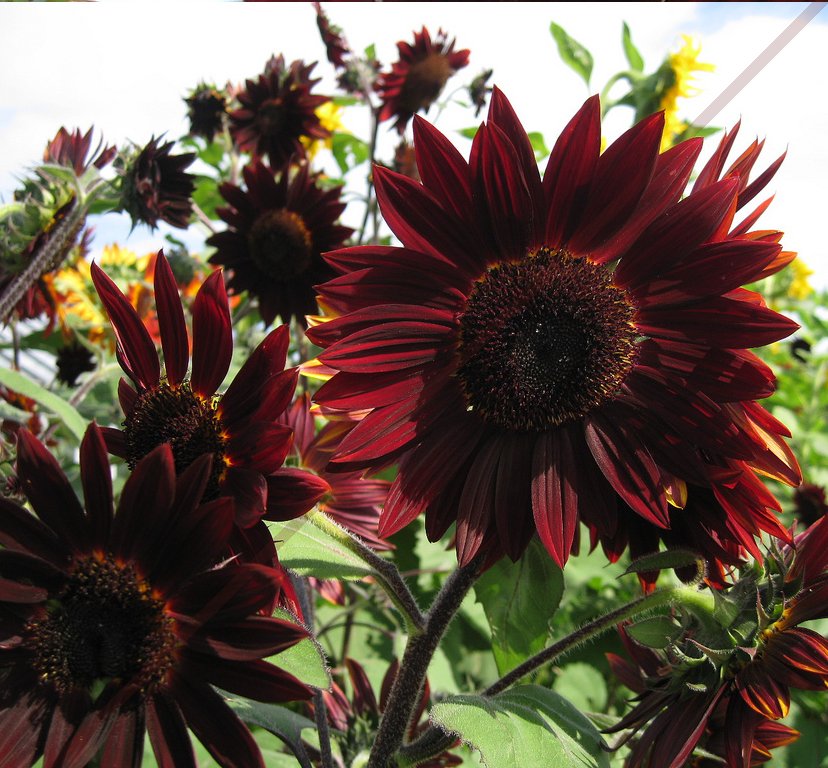 Sunflower ‘Moulin Rouge’