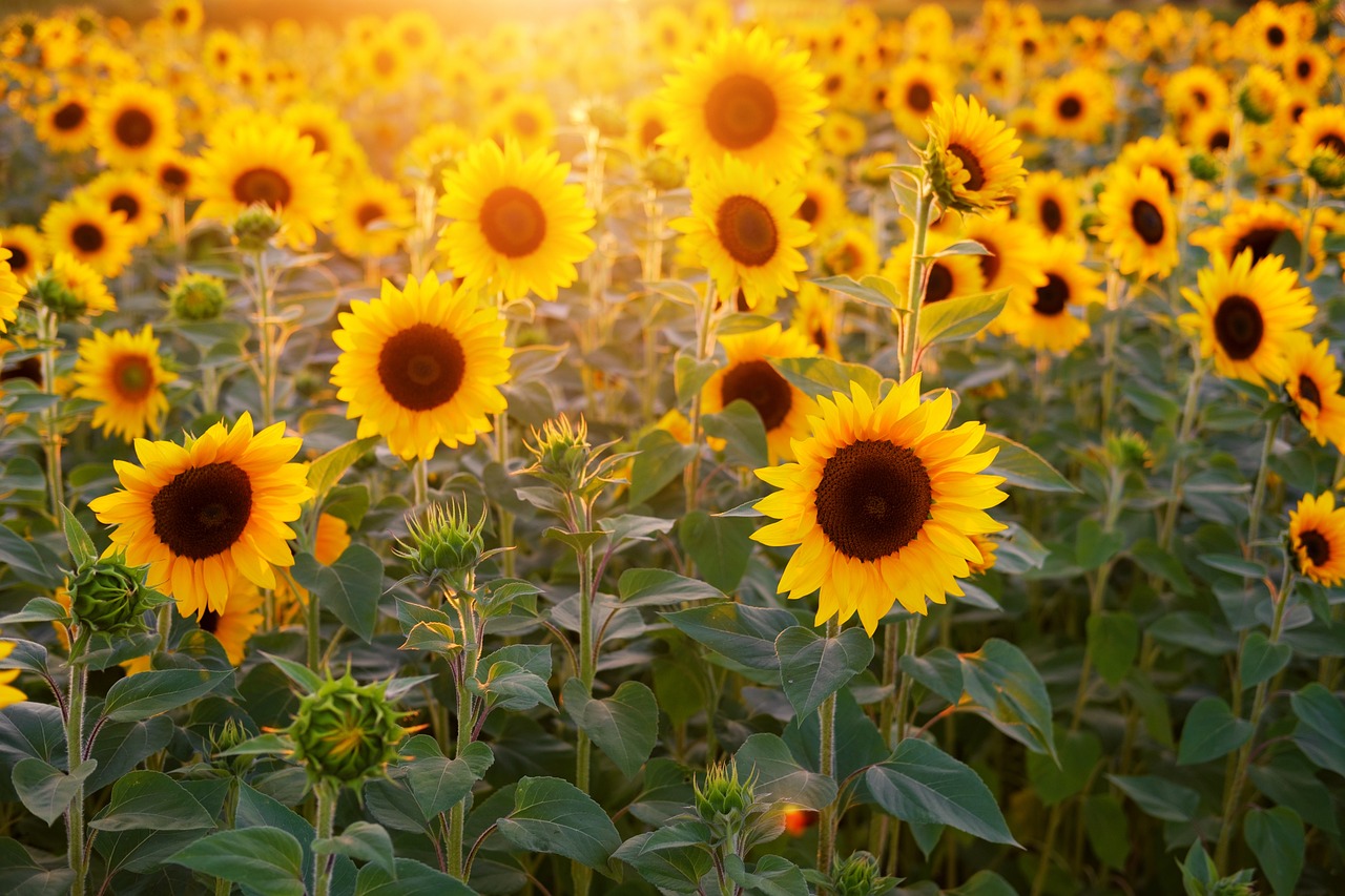 Sunflowers