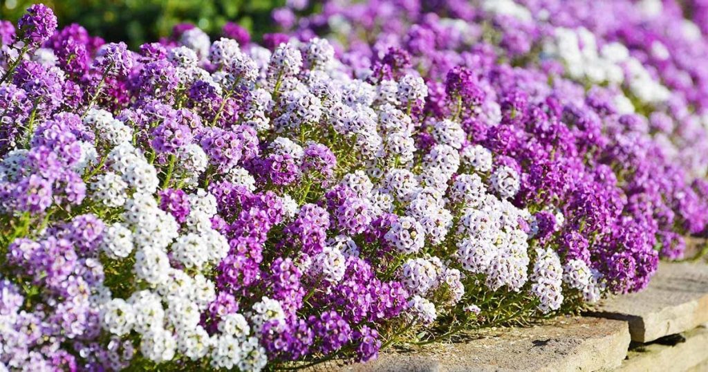 Sweet Alyssum Plant Care & Growing Tips