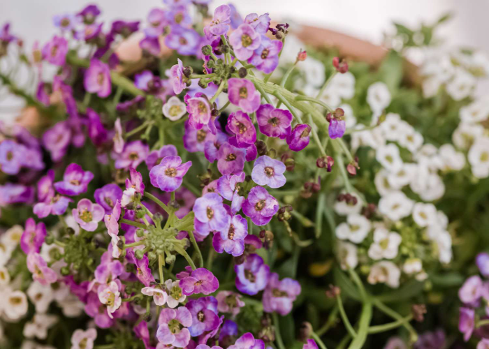 Sweet Alyssum.