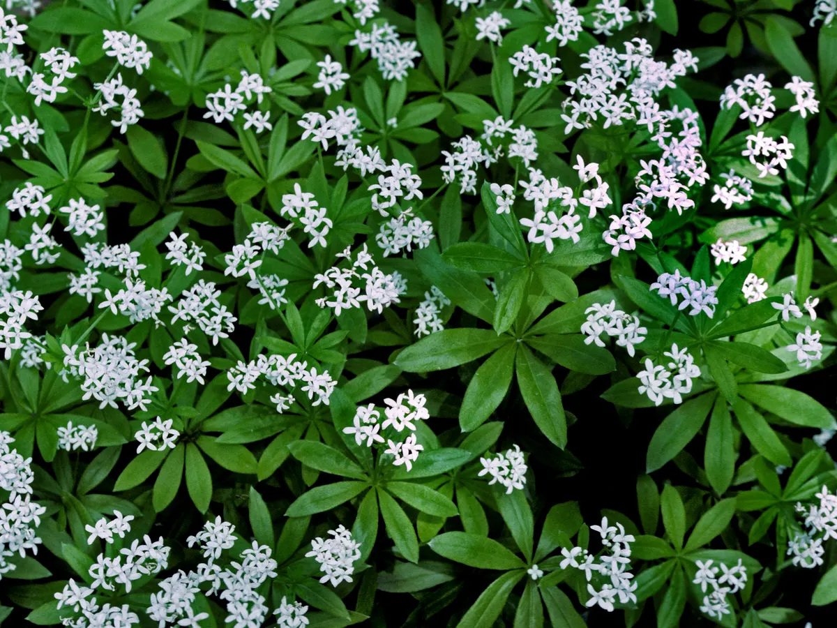 Sweet Woodruff