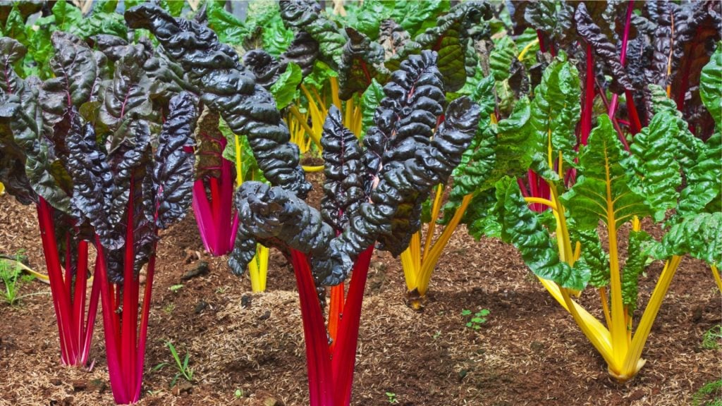 Swiss-Chard