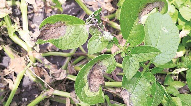 Symptoms of Potato Blight