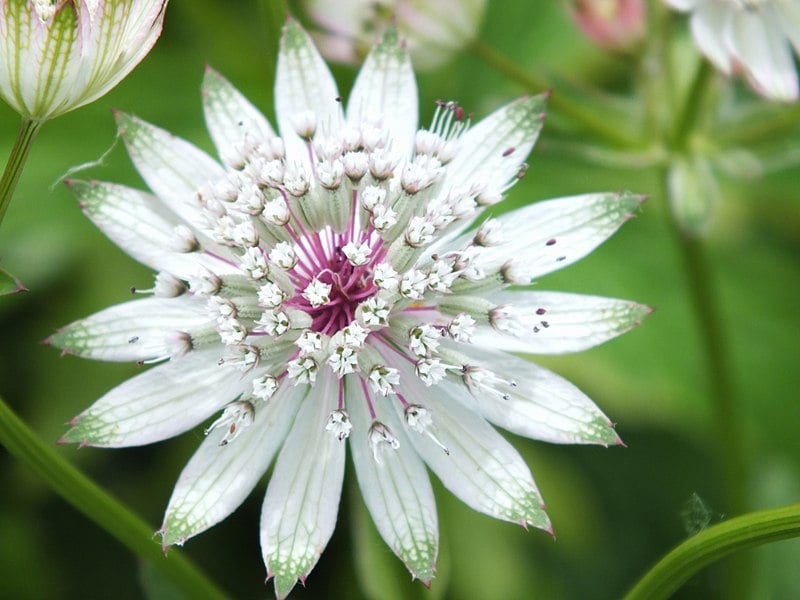 Synopsis of Astrantia