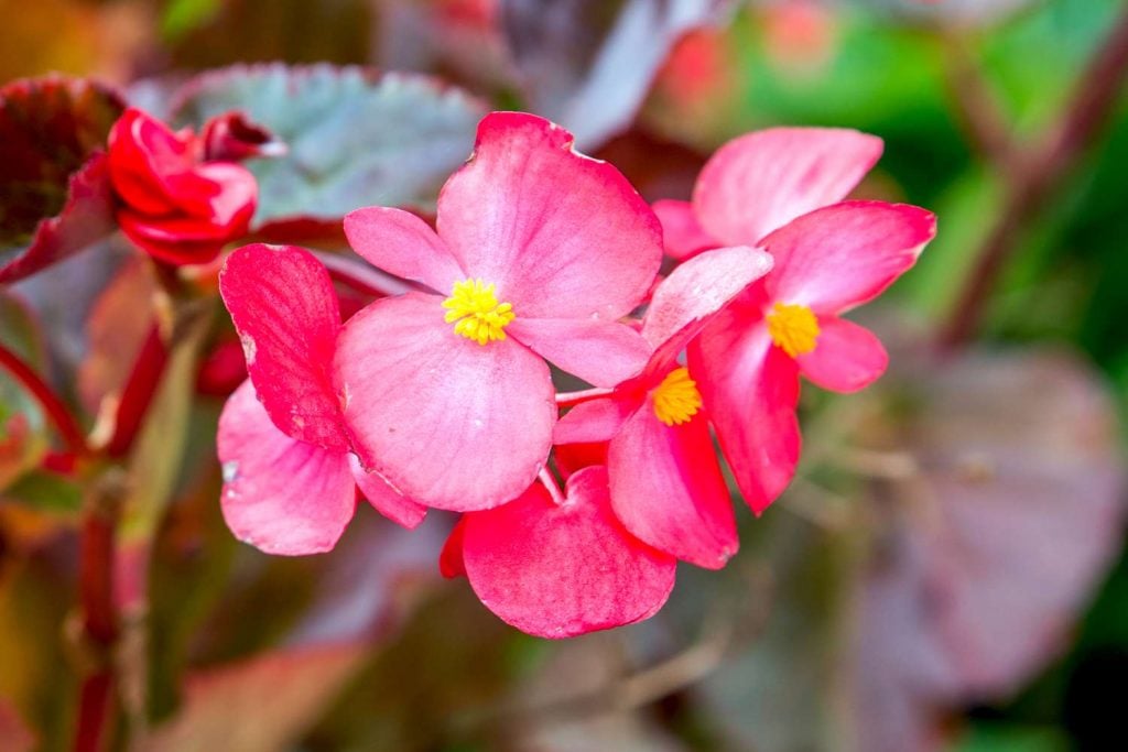 The Different Types of Begonias