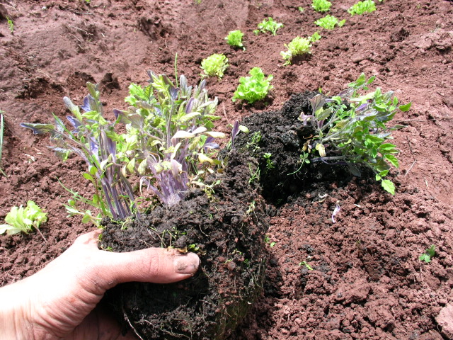 The Feeding and Mulching process