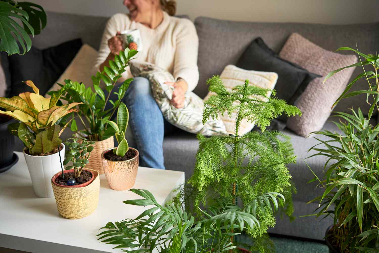 The Growing Trend of Indoor Plants