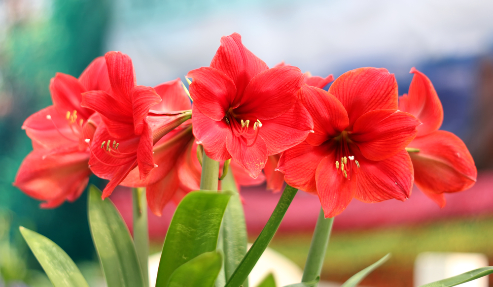 Container Gardening: How to Successfully Grow Amaryllis Bulbs